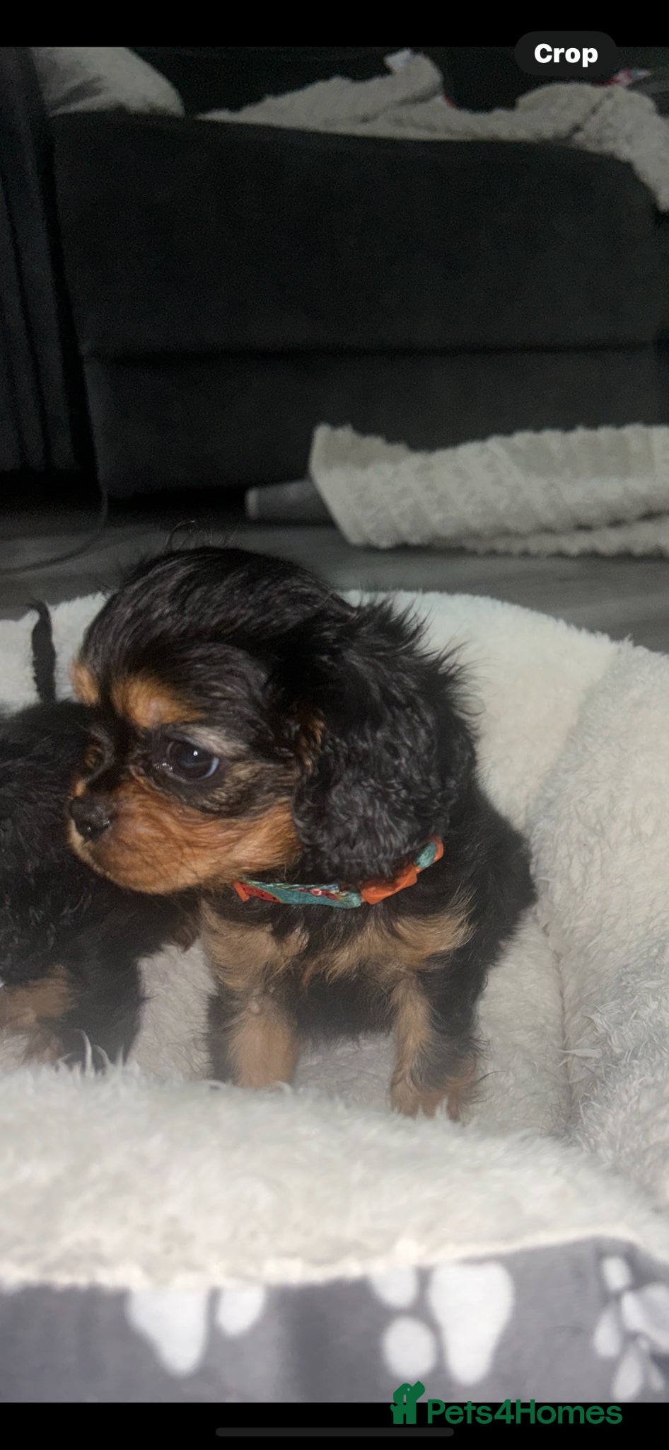 Cavalier King Charles Spaniel dogs Ready on Thursday beautiful Black and Tan girl  - Advert 11