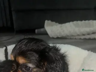 Cavalier King Charles Spaniel dogs Ready on Thursday beautiful Black and Tan girl - Advert 11