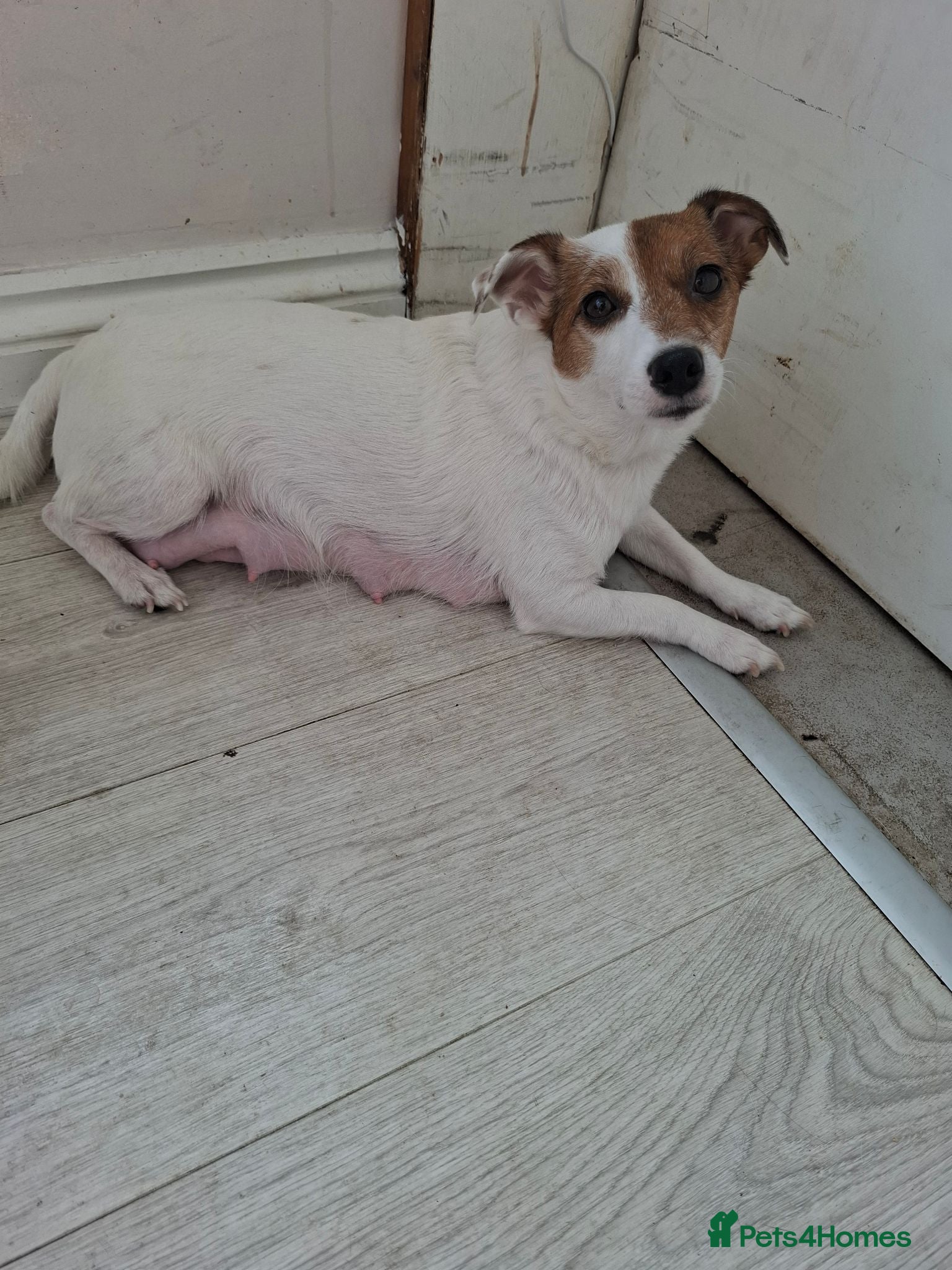 Jack Russell dogs Jack Russell pups - Advert 2