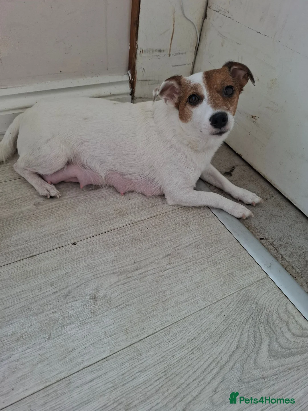 Jack Russell dogs for sale: Jack Russell pups - Advert 1