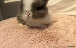 Mini Lop rabbits for sale: Mini lop rabbits - Image 8
