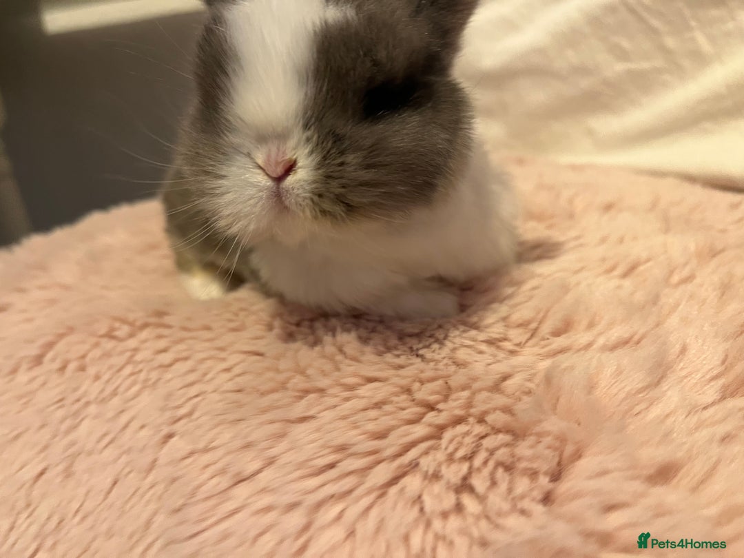 Mini Lop rabbits for sale: Mini lop rabbits - Image 8