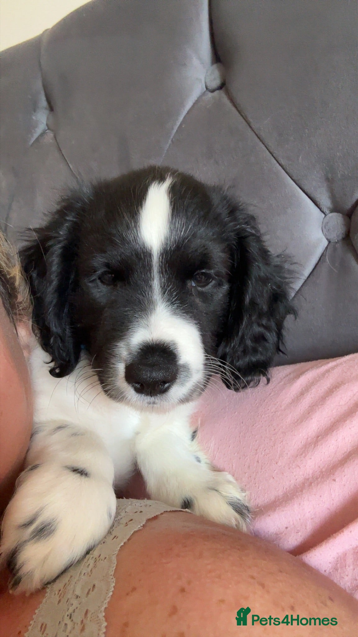 Sprocker dogs Last of the litter ready now  - Advert 2