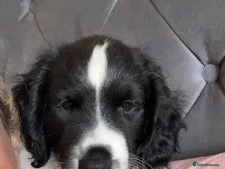 Sprocker dogs Last of the litter ready now - Advert 2
