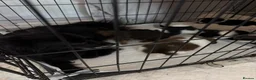 Pomeranian dogs for sale: Pomeranian  - Advert 9