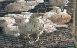 Chickens poultry for sale: Pol hybrid dark, blue and olive egg layers  - Image 20