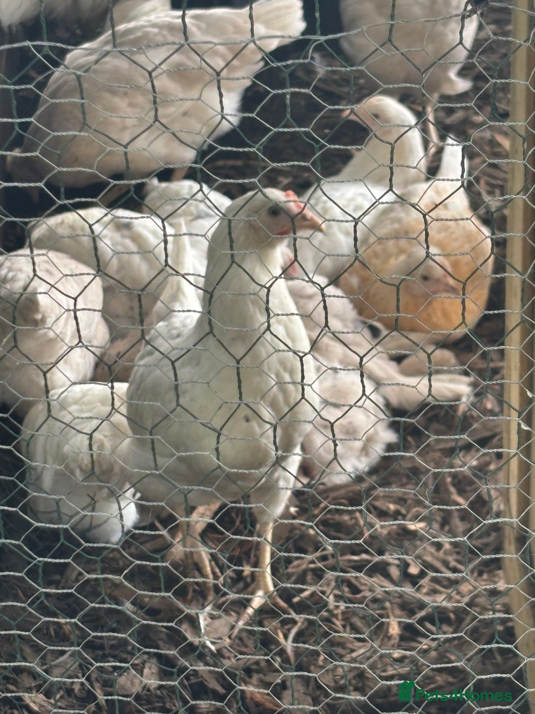 Chickens poultry for sale: Pol hybrid dark, blue and olive egg layers  - Image 20