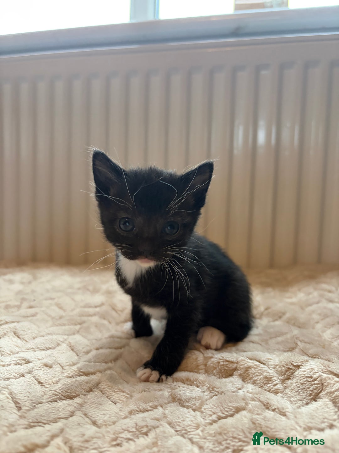 Khao Manee cats for sale: 4 mixed khao manee kittens  - Advert 7