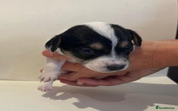 Jackapoo dogs for sale: 7 little bundles of gorgeousness - Image 7