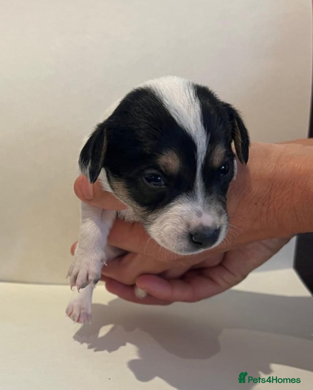 Jackapoo dogs for sale: 7 little bundles of gorgeousness - Image 7