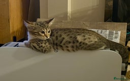Mixed Breed cats for sale: All went to a good home 💕 thanks - Image 1