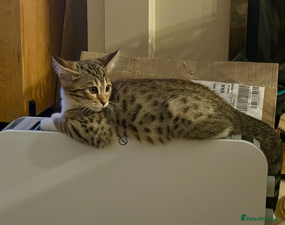 Mixed Breed cats for sale: All went to a good home 💕 thanks - Image 1