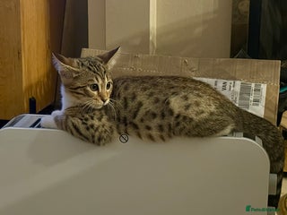 Mixed Breed cats - Advert 22