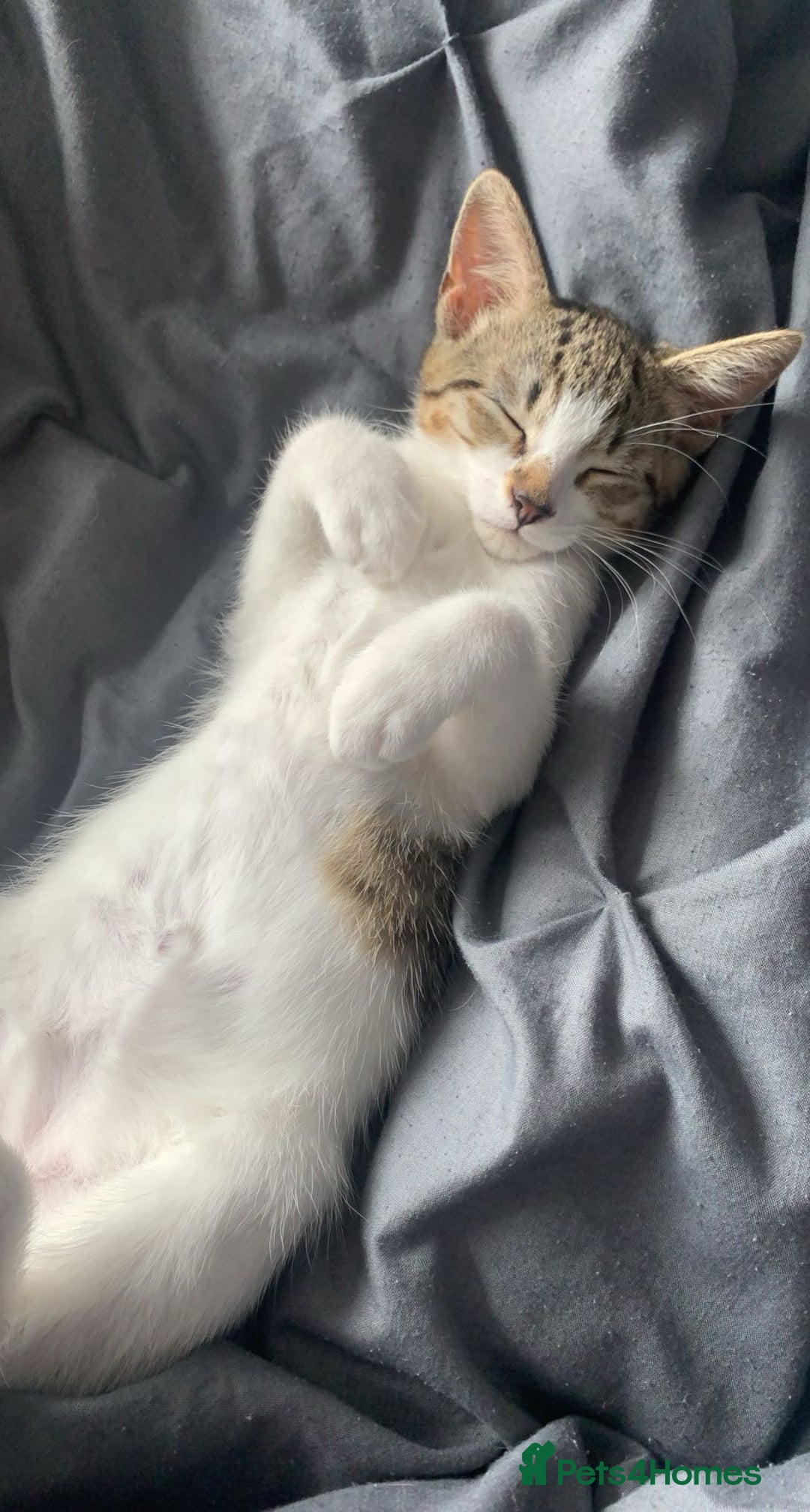 Mixed Breed cats for sale: Ziggy - Advert 2