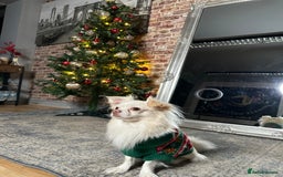 Chihuahua dogs for stud: FOR STUD Little chihuahua looking for girlfriend  - Image 4