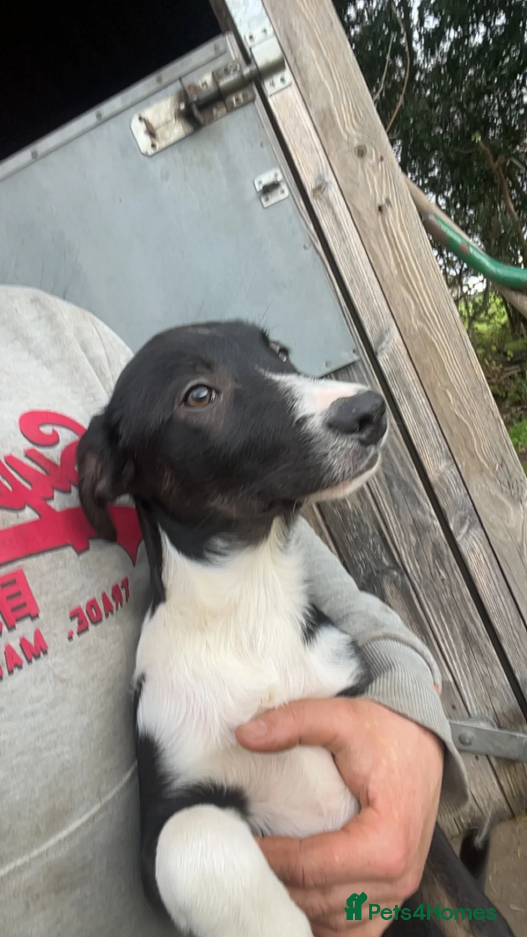 Mixed Breed dogs for sale: 4 month old pups  - Advert 4