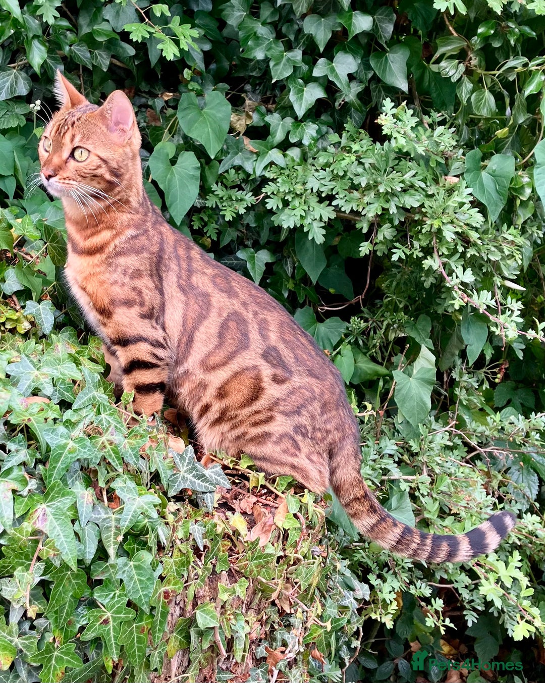 Bengal cats for sale: Registered Vaccinated Quality Bengal Kittens  - Advert 7