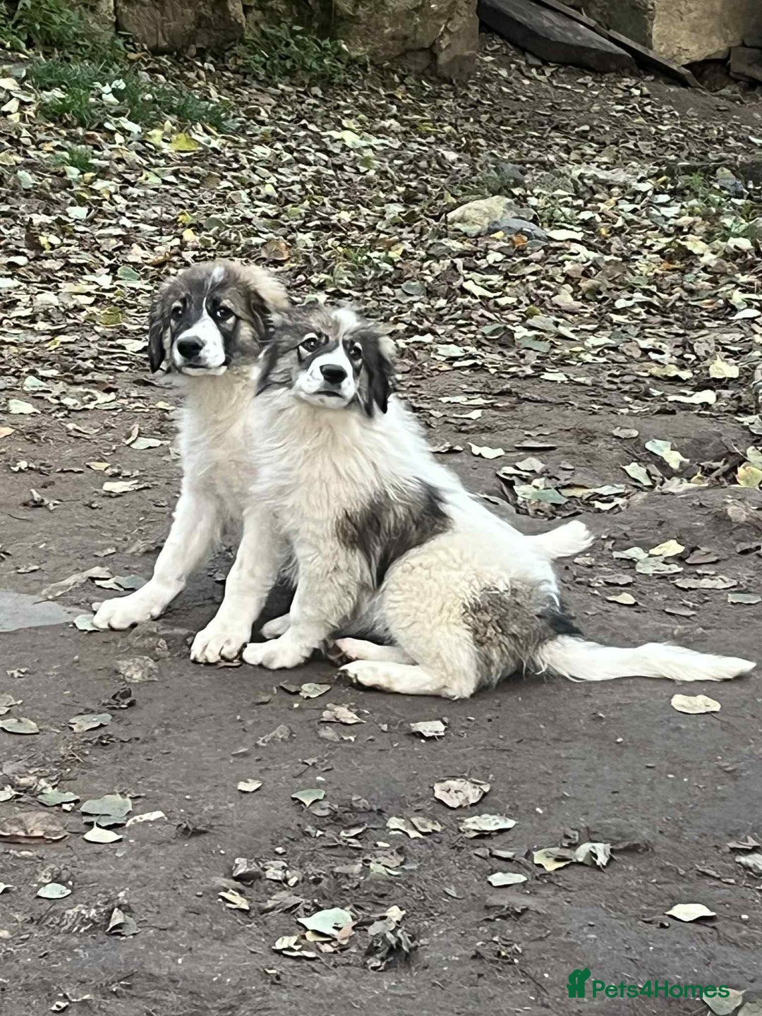 Mixed Breed dogs for adoption: Meet Hannah and Honey !!!  - Advert 8