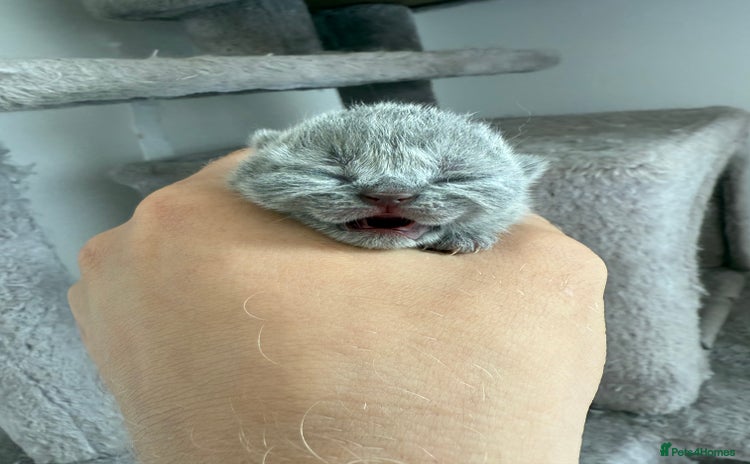 British Shorthair cats - Advert 2