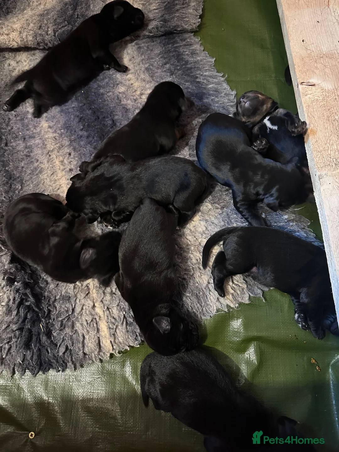 Mixed Breed dogs for sale: Labrador Spring crossed pups in Exeter - Advert 1