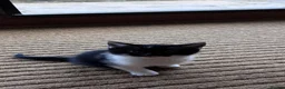Mixed Breed cats for sale: Beautiful kittens looking for their forever homes - Advert 3