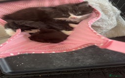 Mixed Breed cats for sale: 2 beautiful female cats **one being half ragdoll** - Image 2