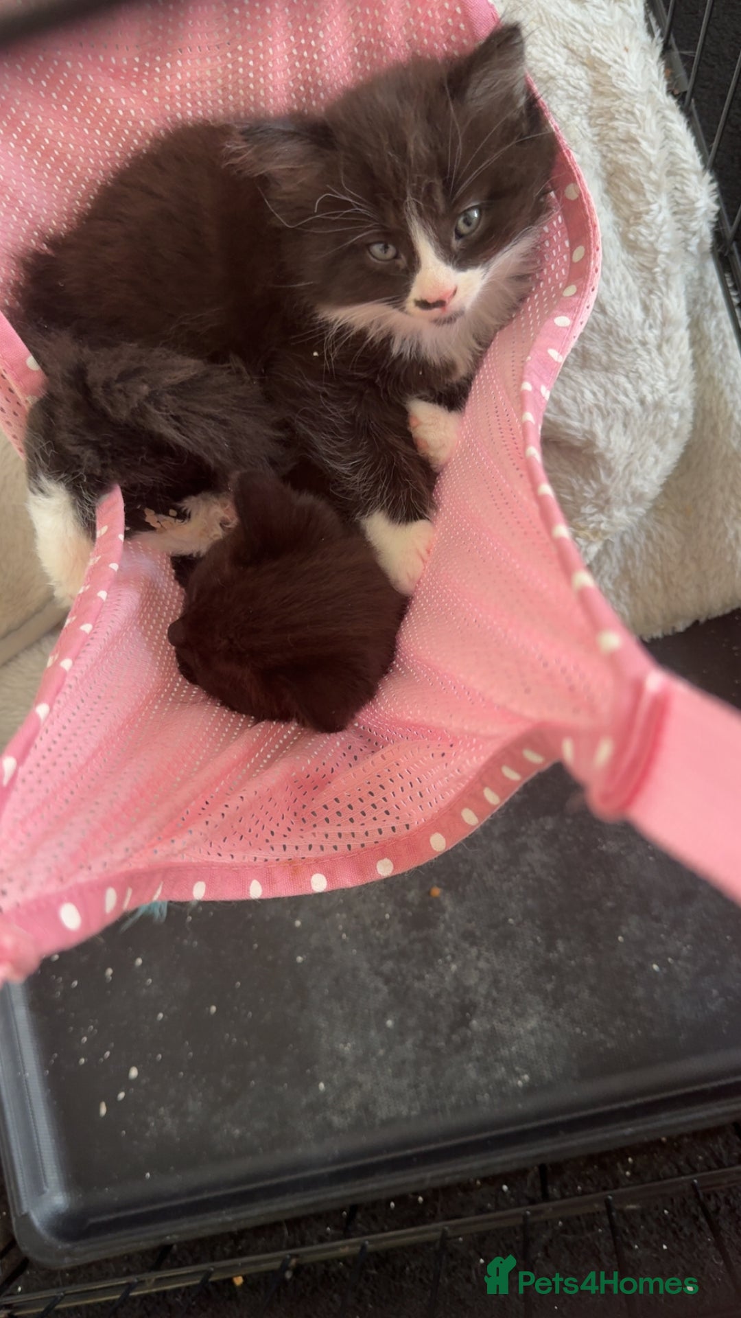 Mixed Breed cats for sale: 2 beautiful female cats **one being half ragdoll** - Image 2