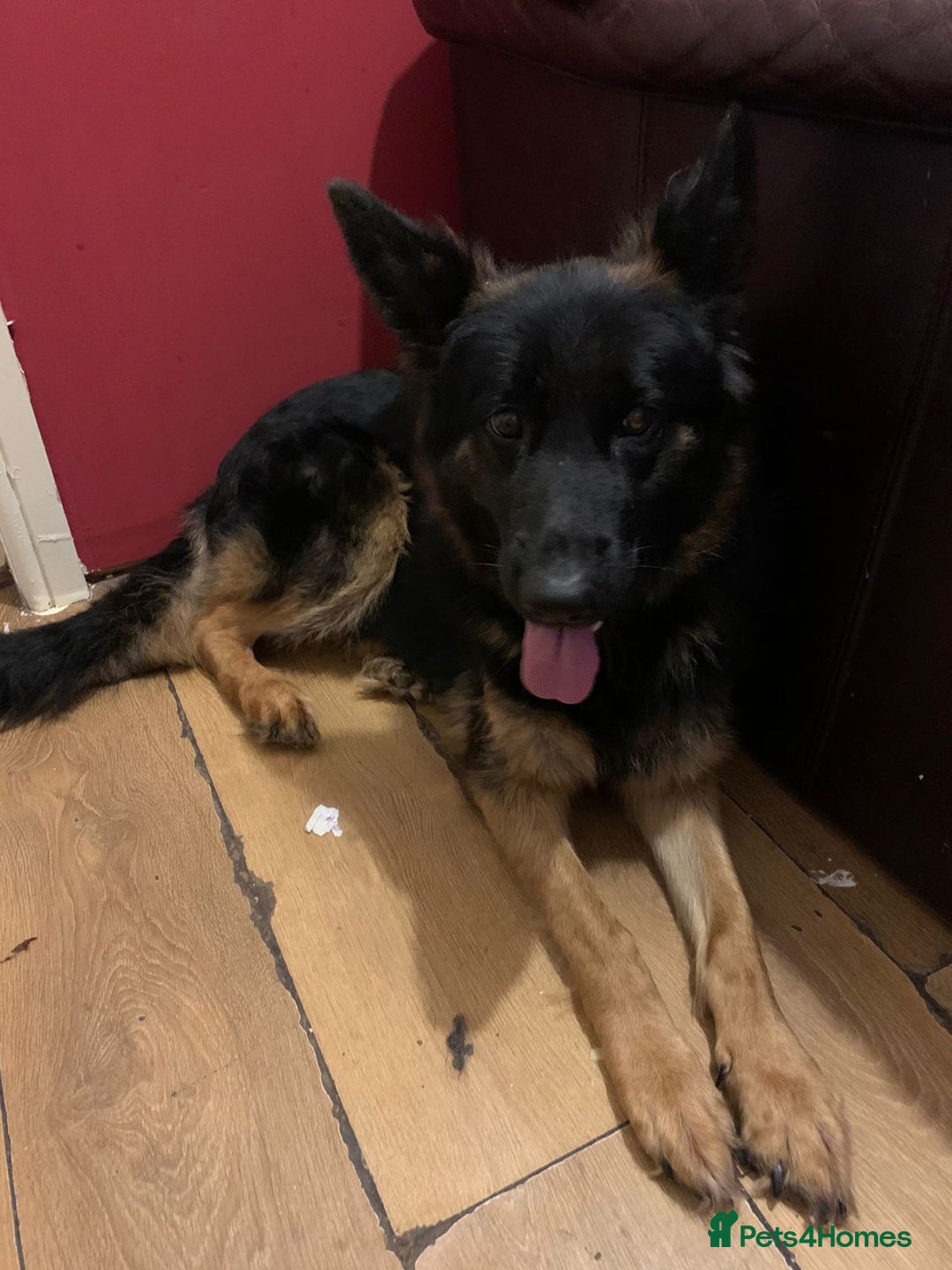 German Shepherd dogs for sale: German Shepherd puppies - Advert 18