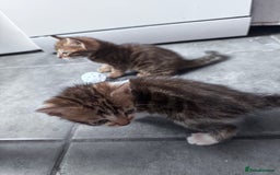 Bengal cats for sale: Bengal Kittens ready to be reserved  - Image 10