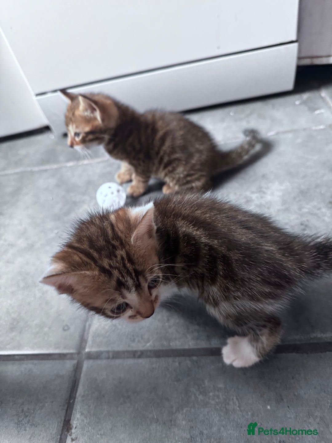 Bengal cats for sale: Bengal Kittens ready to be reserved  - Image 10