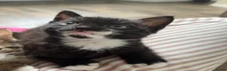 Mixed Breed cats for sale: Black and white boy kitten in Earlston - Advert 2