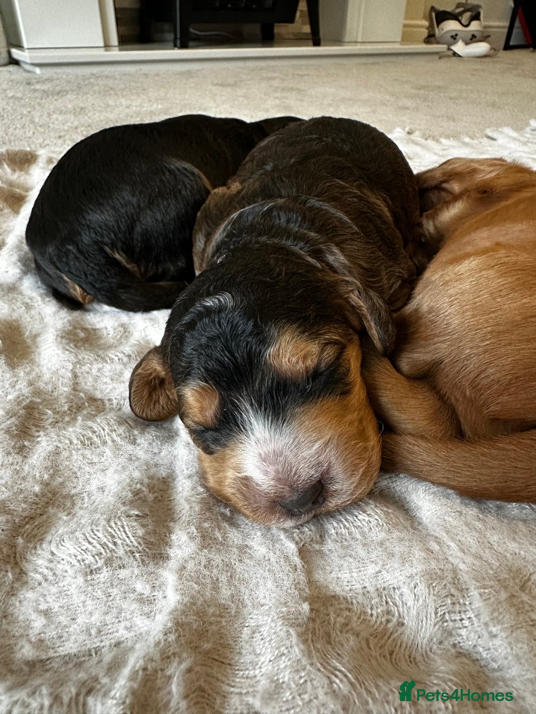 Cockapoo dogs for sale: Stunning F2 DNA health tested Cockapoo puppies  - Image 14