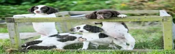 English Springer Spaniel dogs for sale: Springer Spaniel 13 weeks  - Advert 3