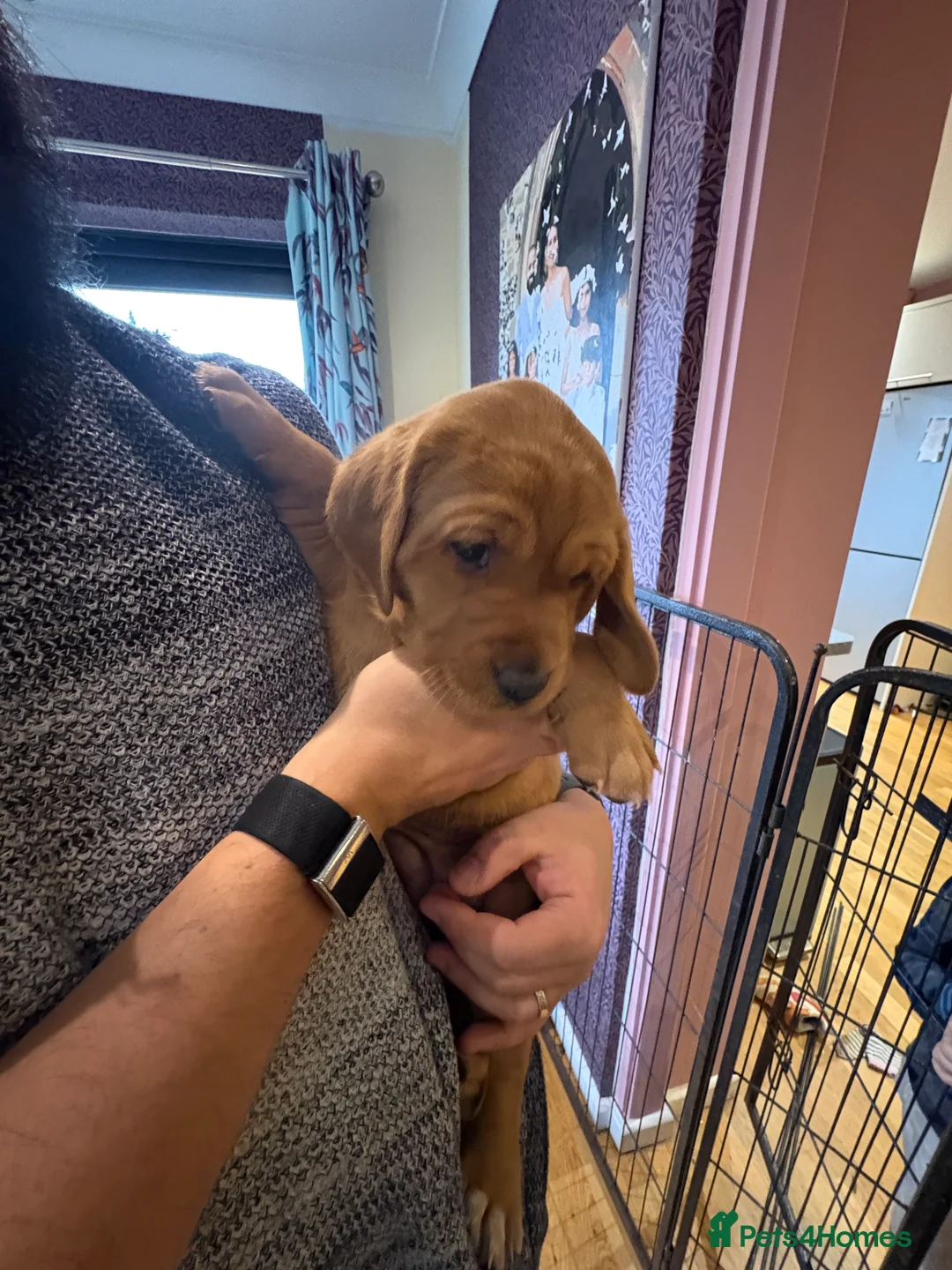 Labrador Retriever dogs for sale: Fox Red Labrador Puppies - Advert 3