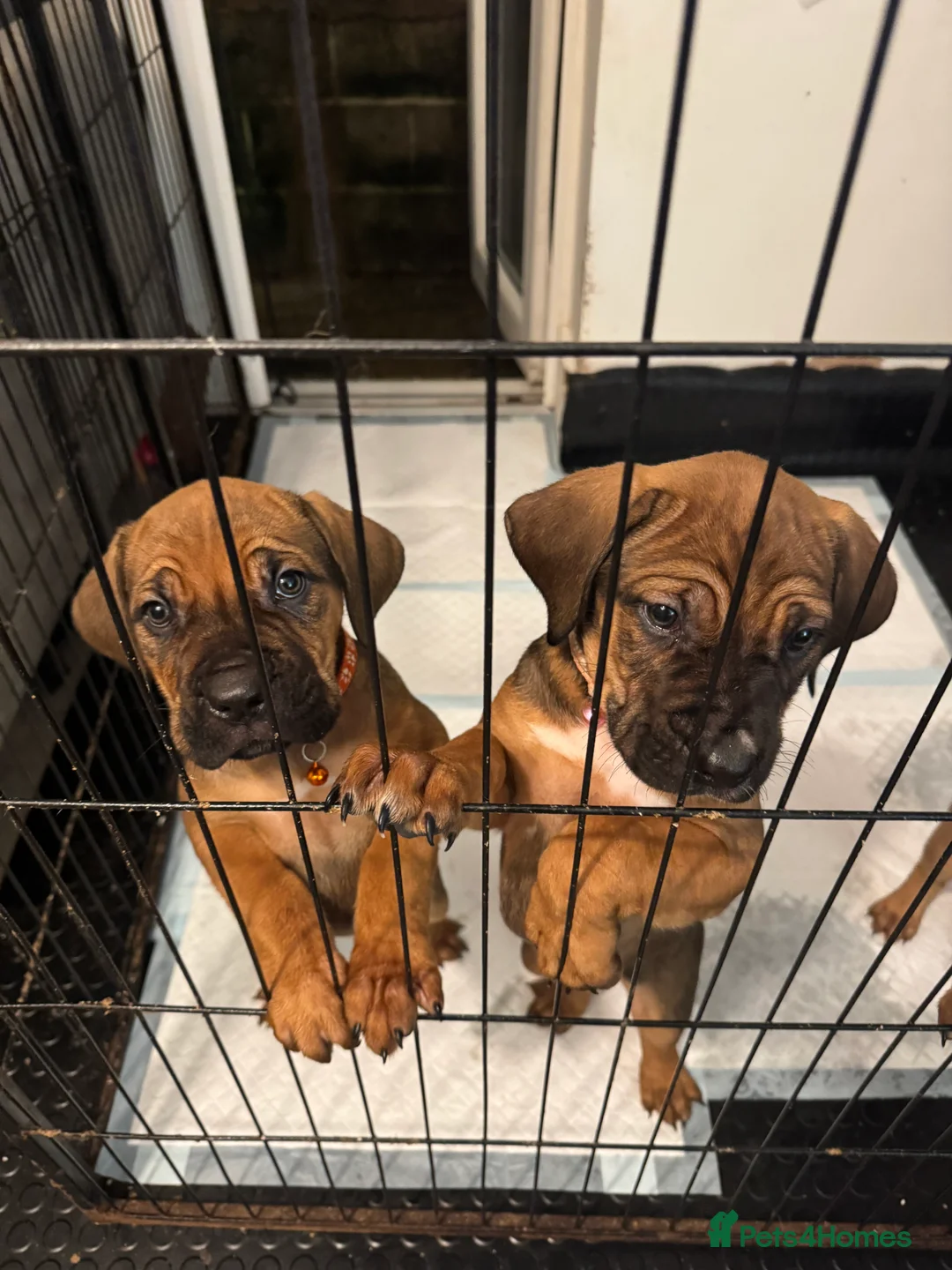 Cane Corso dogs for sale: Ready to go Thursday 2boys 1girl cane Corso pups - Advert 9