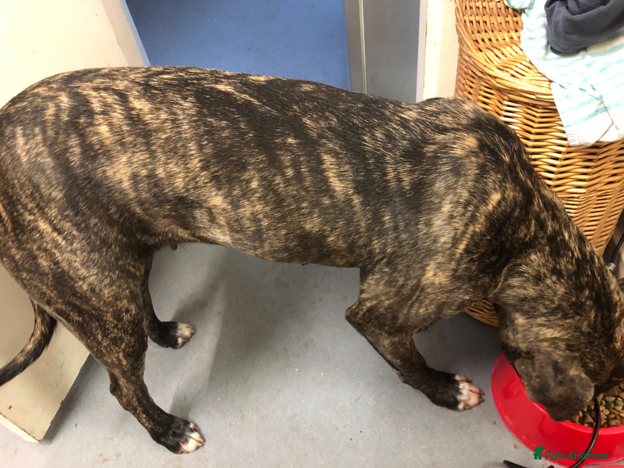 Presa Canario dogs for sale: Cleo looking for new home - Advert 3