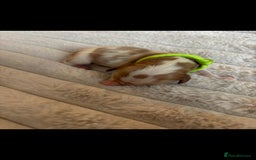 Cavalier King Charles Spaniel dogs for sale: KC REG CAVALIER KING CHARLES PUPPIES  - Image 9