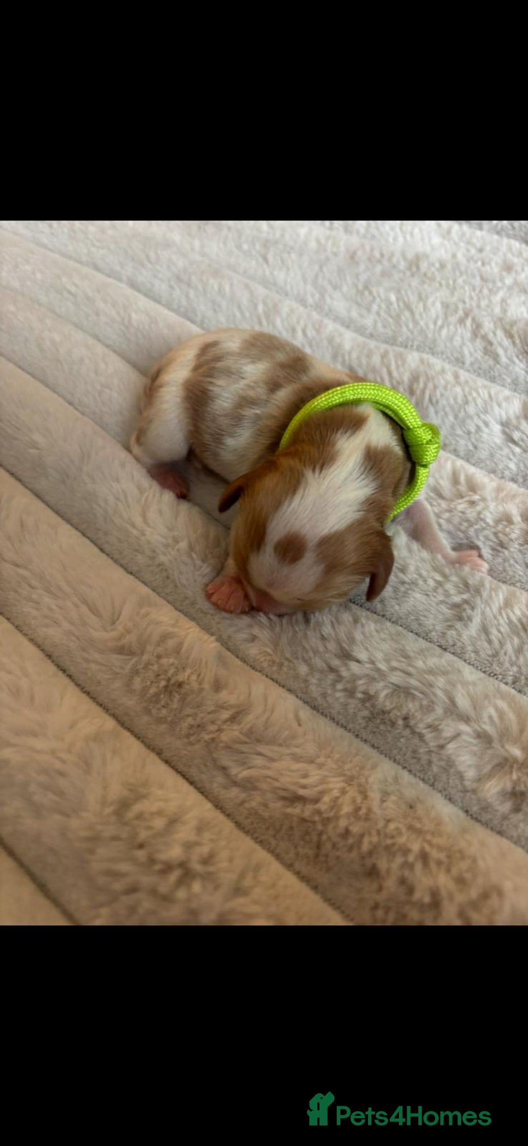 Cavalier King Charles Spaniel dogs for sale: KC REG CAVALIER KING CHARLES PUPPIES  - Image 9