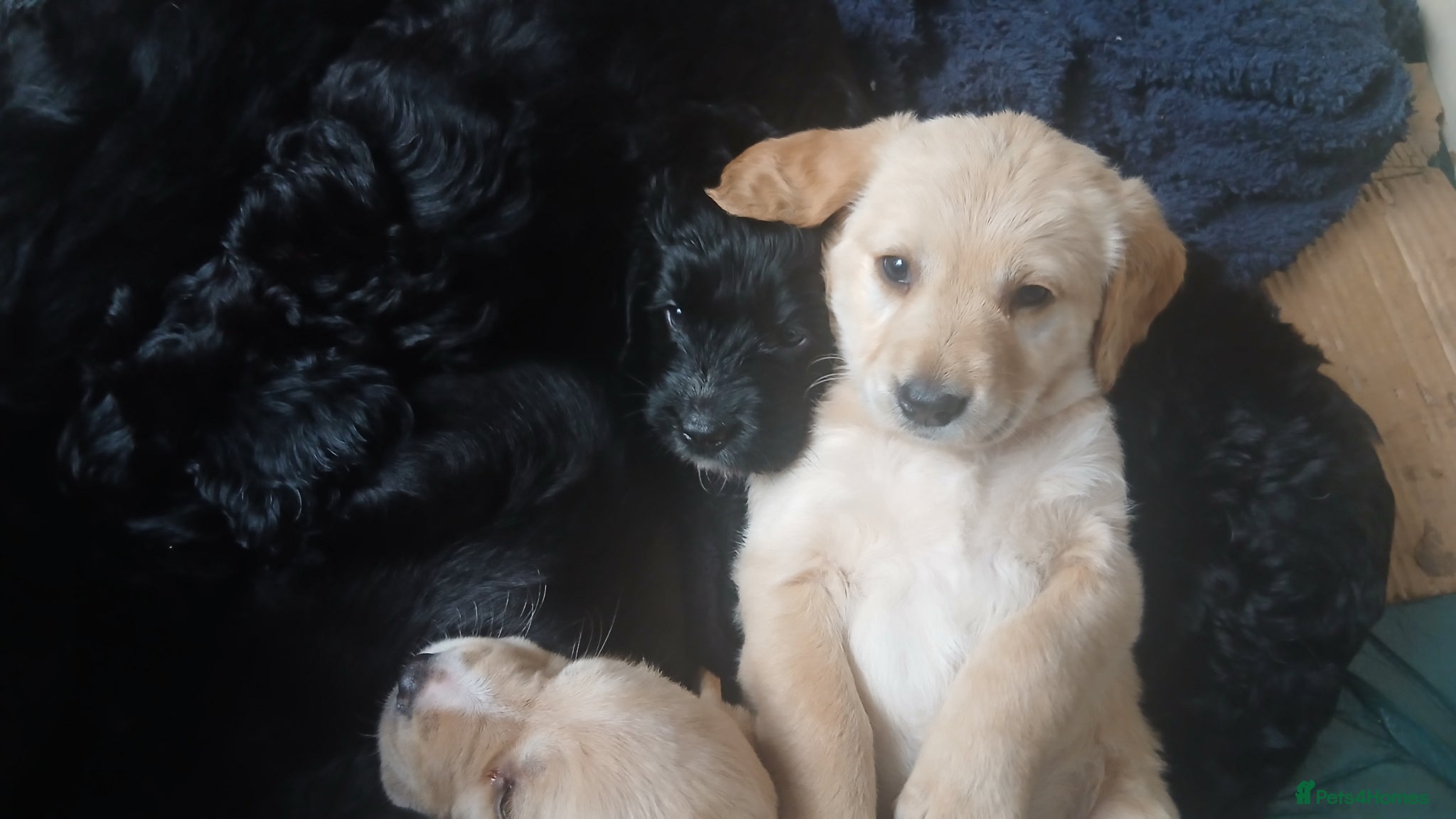 Mixed Breed dogs Ready Gorgeous Cockapoo x Gold Retriever x pups - Advert 1