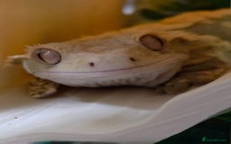 Gecko reptiles for sale: Crested Gecko Male Boy Reptile  - Image 3