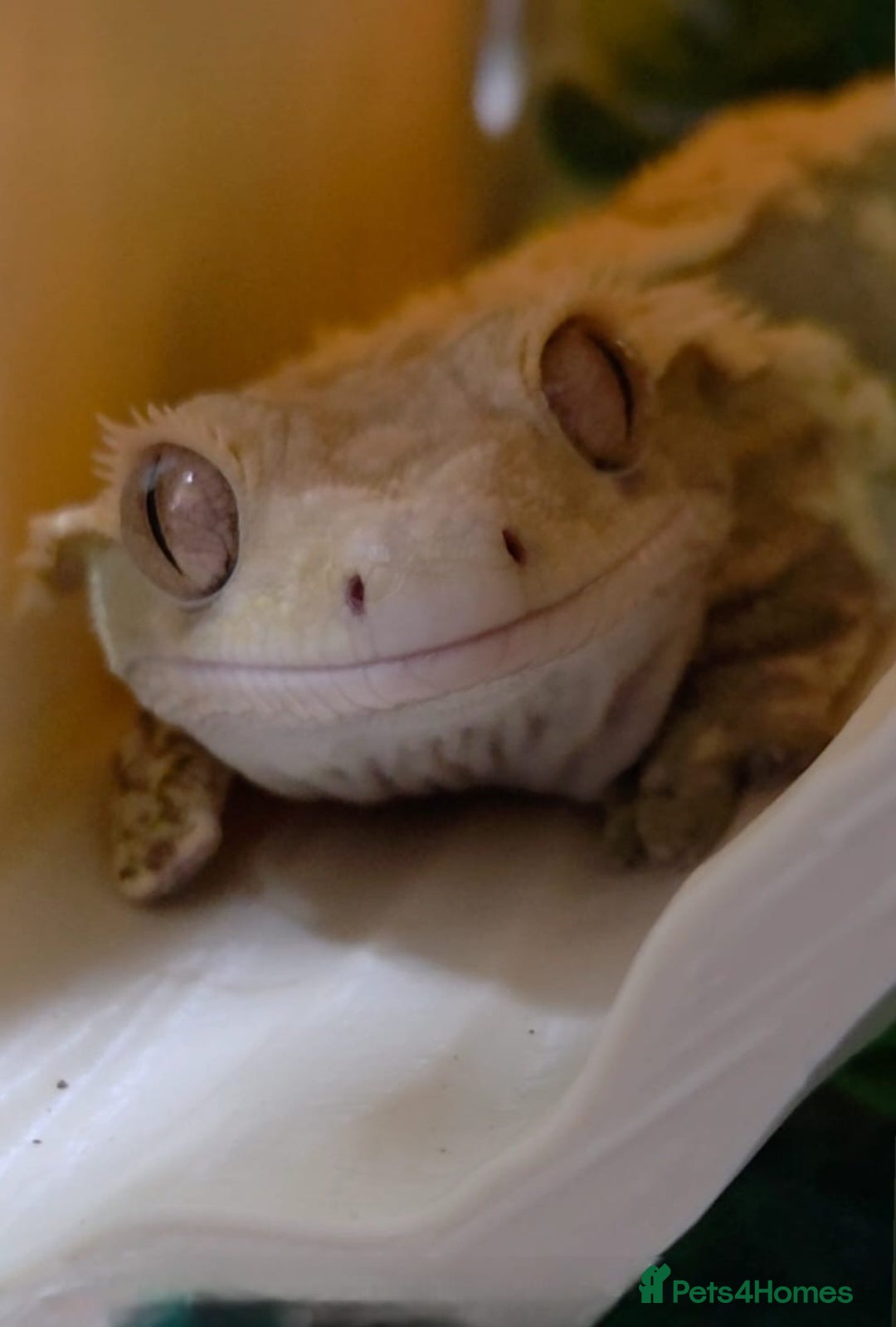Gecko reptiles for sale: Crested Gecko Male Boy Reptile  - Image 3