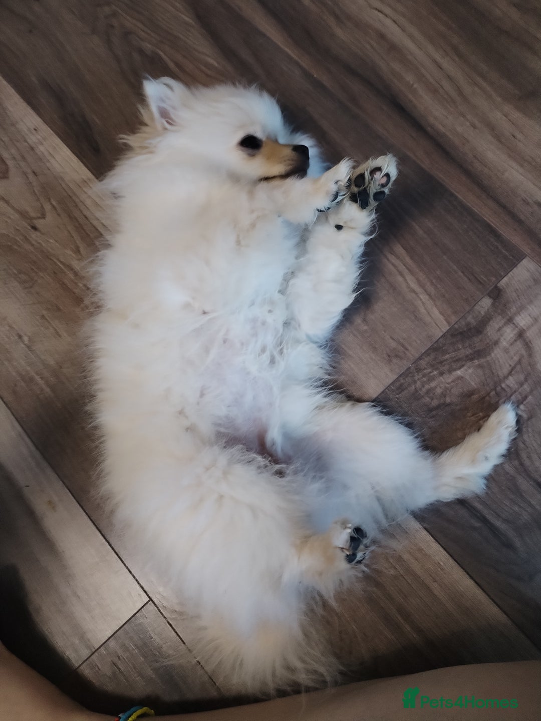 Pomeranian dogs for sale: Baby Teacup pomeranian boy  - Image 11