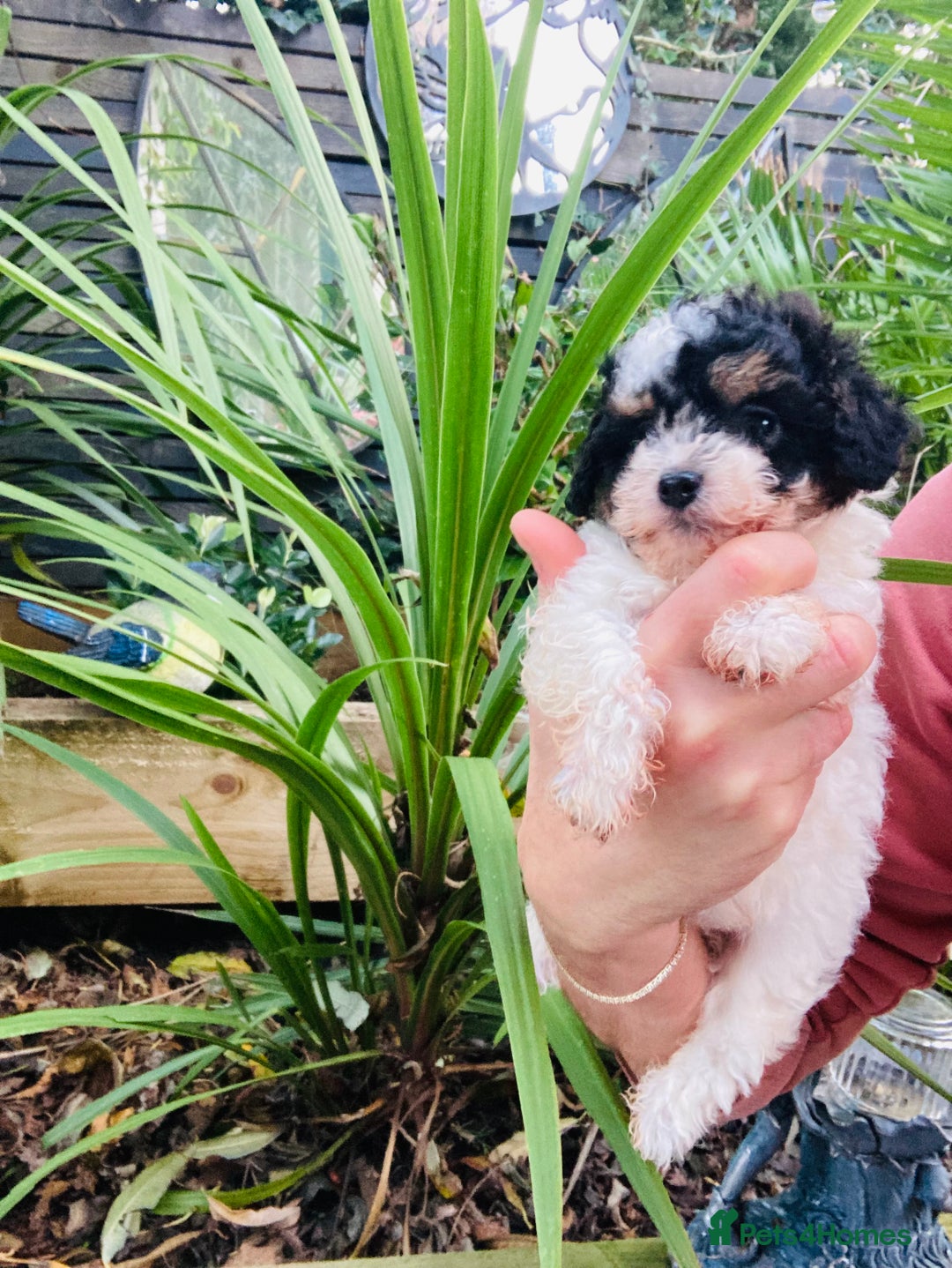 Cavapoo dogs for sale: Tricolour cavapoo female 🐾 - Advert 4