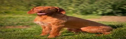 Hungarian Vizsla dogs for stud: Hungarian Wirehaired vizsla stud  in Inverness - Advert 6