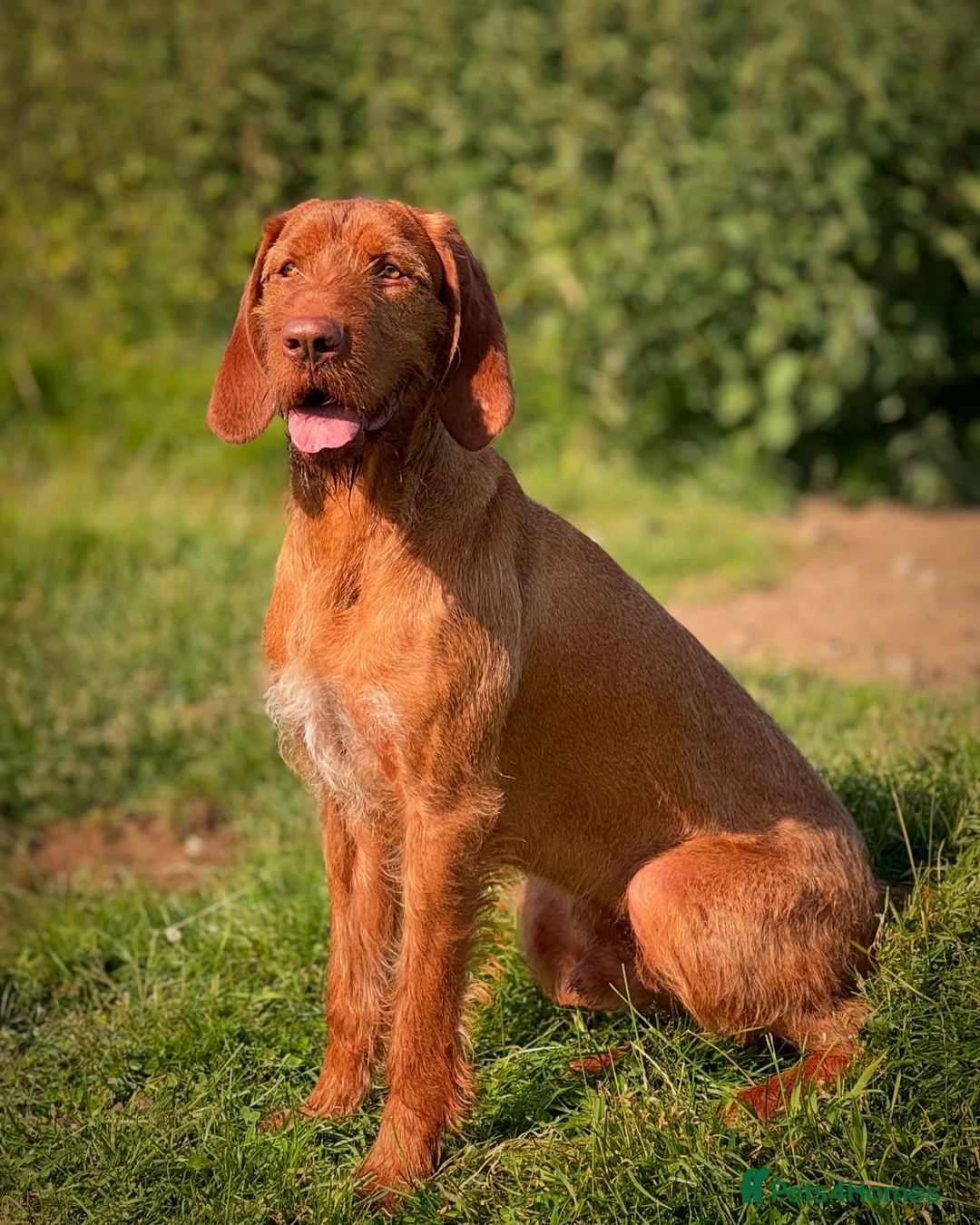Hungarian Vizsla dogs for stud: Hungarian Wirehaired vizsla stud  in Inverness - Advert 6