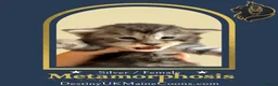 Maine Coon cats for sale: Full Pedigree Silver Maine Coon Kittens - Advert 6