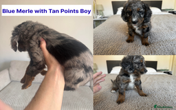 Cockapoo dogs for sale: Adorable F2 Cockapoo Puppies, Ready 12 Oct - Image 16