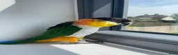 Parrots birds for sale: Rehoming our Black-Headed Caique in Chelmsford - Advert 2