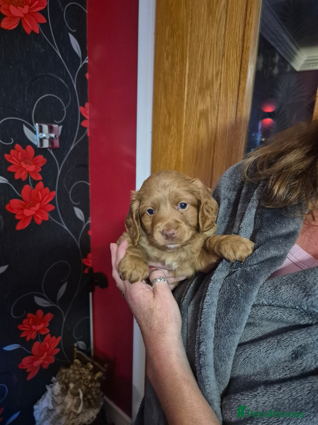 Cockapoo dogs for sale: Cockapoo - Image 5