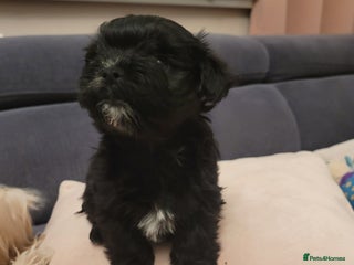 Morkie dogs Morkie little boy - Advert 1